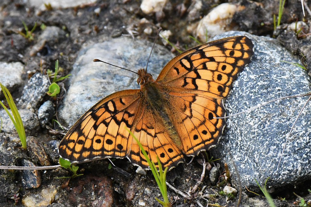 187 2017-07041355 Quabbin Reservoir, MA.JPG - Variegated Fritillary Butterfly (Euptoieta claudia). Quabbin Reservoir, MA, 7-4-2017